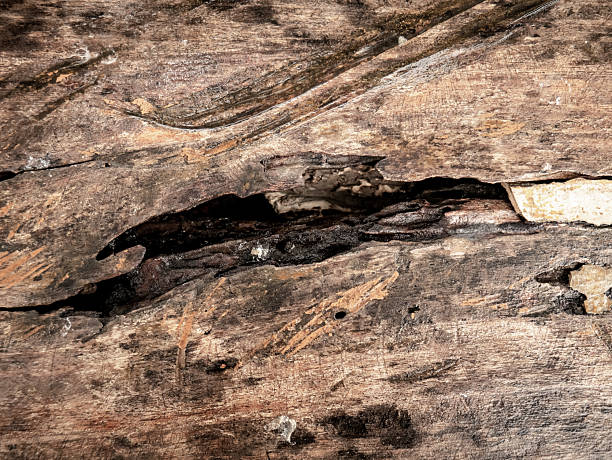 istock Weathered and Decaying Wooden Surface for aesthetic grunge background 2219448488