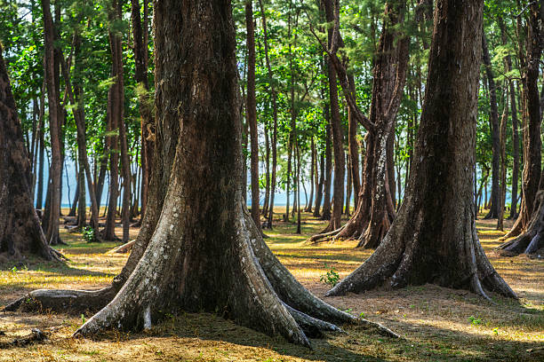 Autumn landscape with pine forest, tree trunks illuminated by sunlight