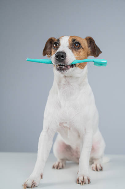 istock Playful Dog Holding a Toothbrush in Its Mouth. 2219451743