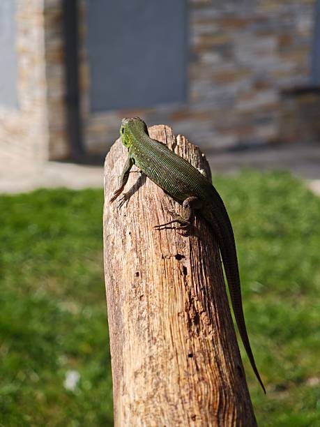 European green lizard, Lacerta viridis, warming up on a piece of wood in a garden