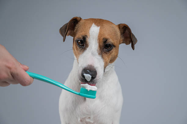 istock A woman brushes her dog's teeth with toothpaste. 2219452807