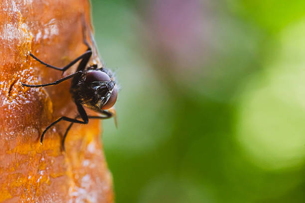 A Fly on a white table takes some yellow sweet honey, close up