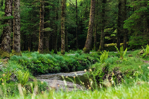 istock A river flows in a calm sunny coniferous forest, with blurred grass in the foreground 2219454094