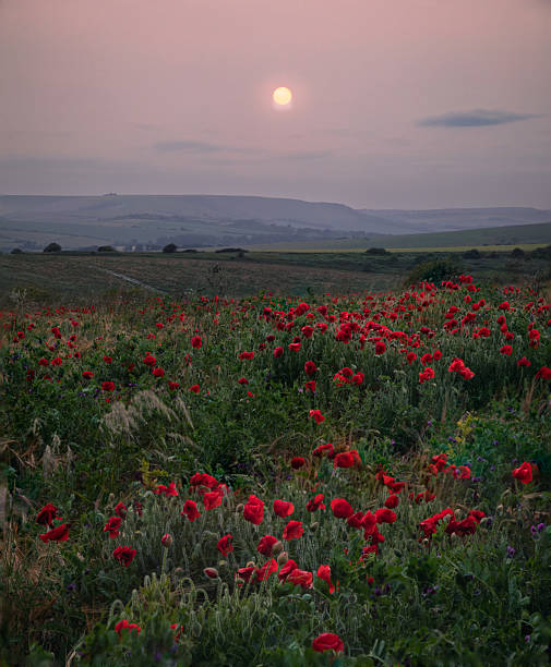 istock south heighton poppies sunset south downs 2219456596