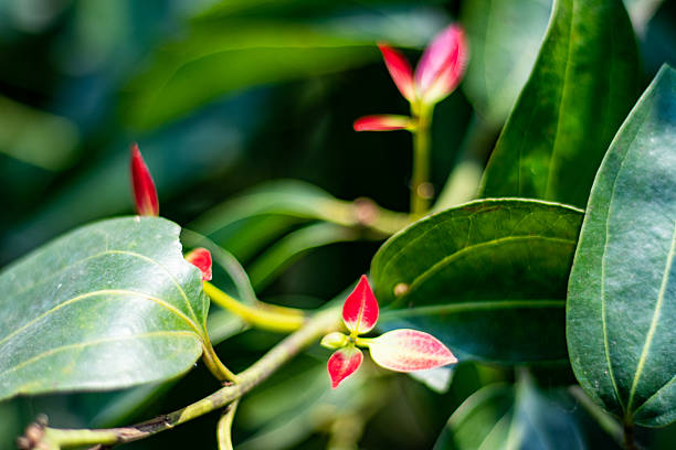 A dense mass of light green foliage with tiny clustered flowers, likely the fast growing invasive vine Mikania micrantha, known as mile a minute weed