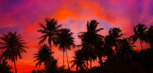 istock Evening scene view of palm trees at sunset. Silhouette palm tree at tropical beach background 2219457777