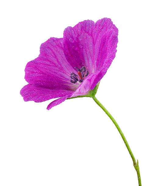 closeup wild flowers in green grass, summer prairie background