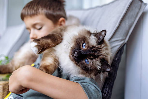 istock Boy Relaxing With Siamese Cat on a Sunny Afternoon at Home 2219460227