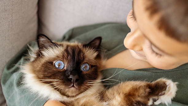 istock Child Holding a Siamese Cat with Beautiful Blue Eyes Indoors 2219460249