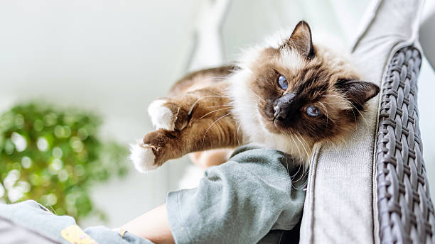 Fluffy Siamese Cat Relaxing Comfortably on a Lounge Sofa with Background Greenery
