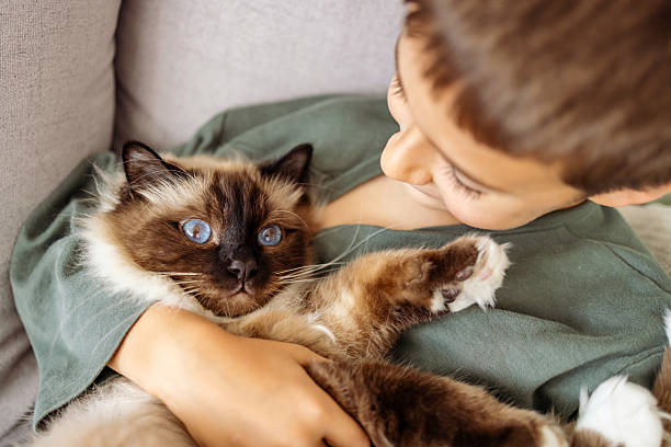 istock Young Boy Comforting His Ragdoll Cat on a Cozy Sofa 2219460257