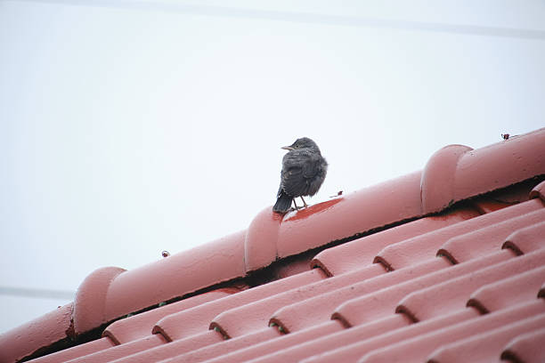 istock Brown-eared bulbul chicks leaving the nest 2219463408