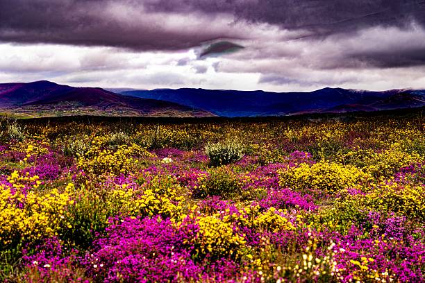 North Spanish Colorful Country Scene