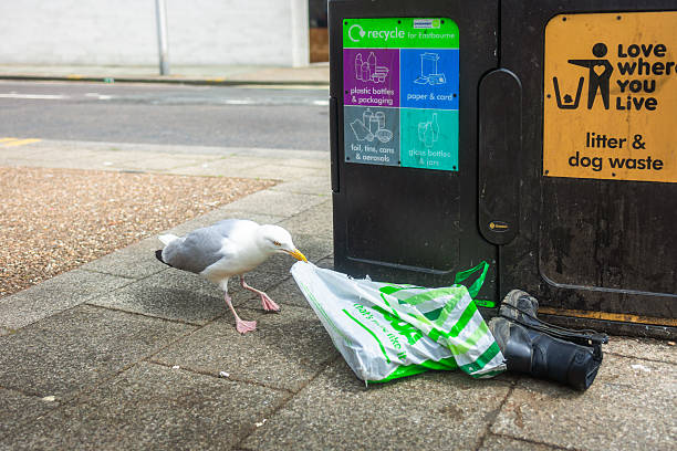 Eastbourne, UK - 6 June, 2025: low angle view of a curious seagull looking for food andtrying to remove the contents of an ASDA plastic bag next to a rubbish bin in the East Sussex seaside town of Eastbourne.