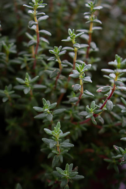 istock thyme, spicy herb thyme, thyme on the balcony, house flowers 2219466576