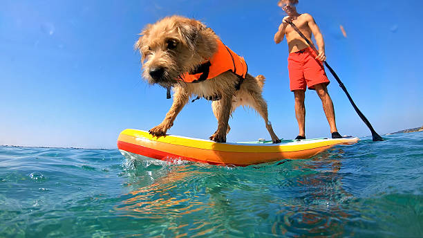 istock Dog and man paddleboarding on calm water 2219467618