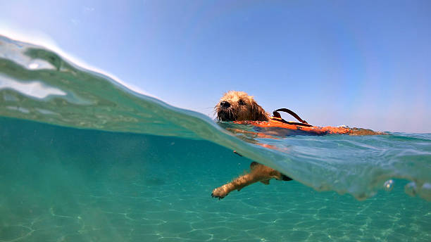 A dog paddleboards in clear blue water, wearing an orange life jacket. The underwater perspective captures its reflection, creating a unique and playful scene. Aerial view.