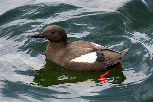 A Black Guillemot (Cepphus grylle) in the harbour at Oban, Scotland.