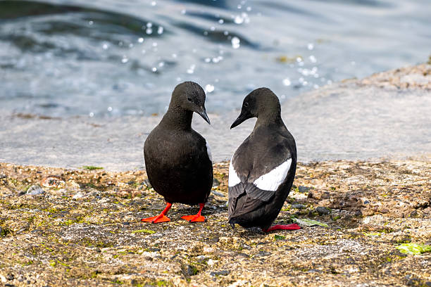 A pair of Black Guillemots (Cepphus grylle) at Oban, Scotland.