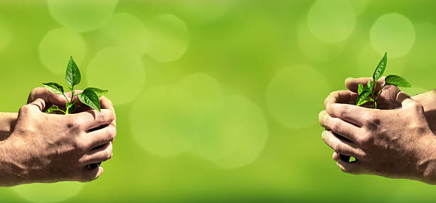 istock Hands holding young tree for planting on a blurred green nature backgraund. Concept eco earth day. 2219468159