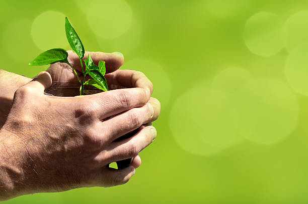 istock Hands holding young tree for planting on a blurred green nature backgraund. Concept eco earth day. 2219468160