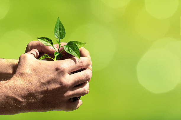 istock Hands holding young tree for planting on a blurred green nature backgraund. Concept eco earth day. 2219468196
