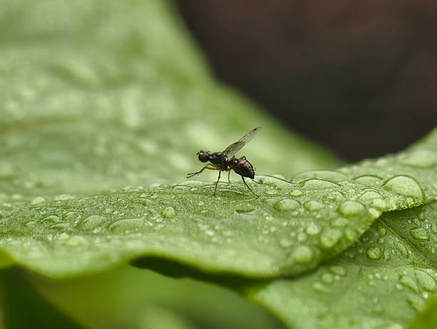 The signal fly on the leaf