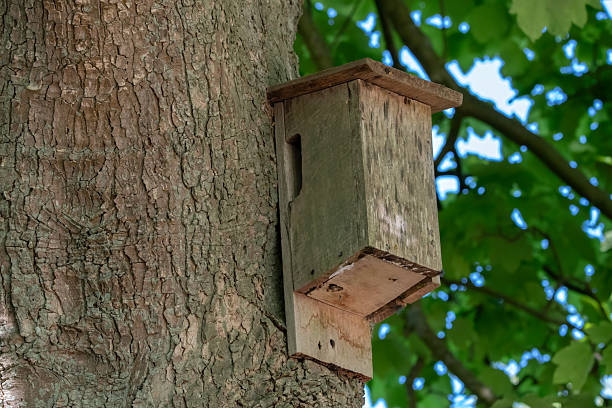 istock Close Up Bird House On A Tree 2219468646