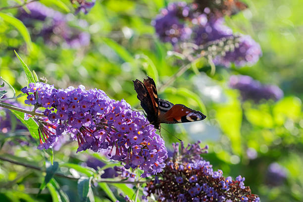 istock Close Up European Peacock Butterfly 2219468698