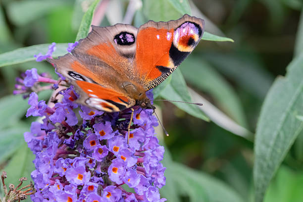 istock Close Up European Peacock Butterfly 2219468778