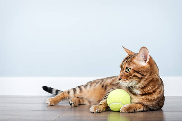 istock Bengal cat with a tennis ball. 2219468829