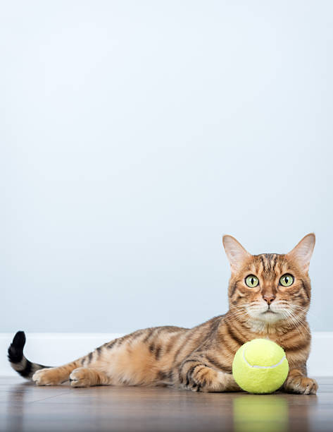 istock Bengal cat with a tennis ball. 2219468885