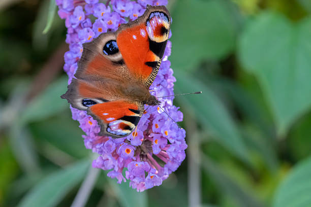 istock Close Up European Peacock Butterfly 2219468895