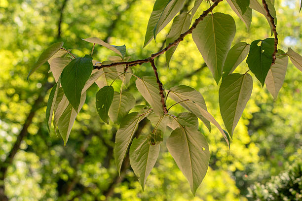 istock Close Up Leaves Populus Szechuanica Tree 2219468987