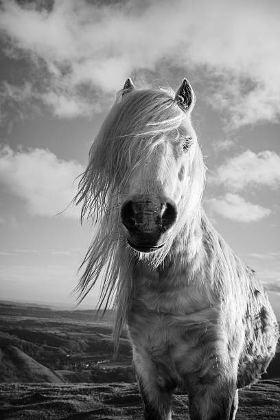 istock Wild pony of Shropshire 2219471962