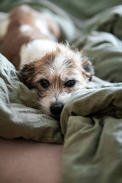 istock A tired dog lies on a blanket 2219476563