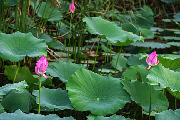 istock Lotus flowers in the pond 2219477212