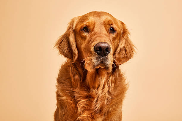 istock Golden Retriever with soft attentive eyes 2219477294