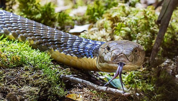 Frontal Close-up view of a King cobra (Ophiophagus hannah)