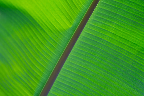 Natural banana leaf texture background featuring detailed green surface. Eco-friendly marketing materials and tropical themed design in wellness industry. Tropical background. Sustainable nature.