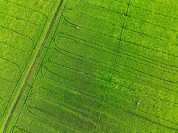 istock Aerial view green rice field with farming patterns. Climate change impact, sustainable agriculture practices. Carbon concerns and climate resilience in rice field. Methane emissions and sustainability 2219478500