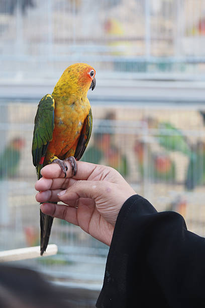 istock Colorful parrot perched on hand at a vibrant bird exhibition 2219478845