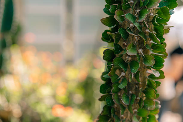 Alluaudia flower plant. Thorns and spines on the branches. Cactus with Green Leaves background.