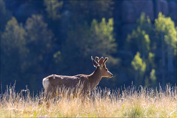 Band of mule deer bucks