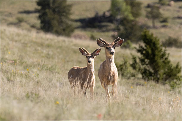 istock Band of Mule Deer 2219479885