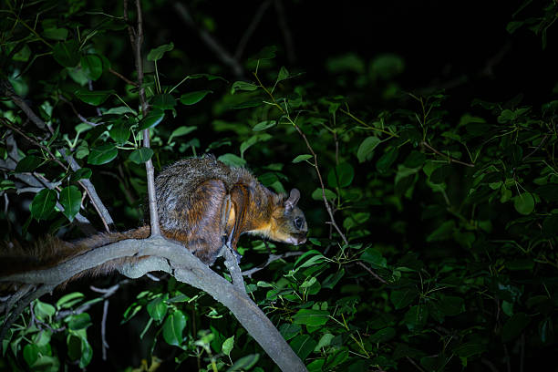istock Red giant flying squirrel Perched in a Lush Tree Canopy 2219479911