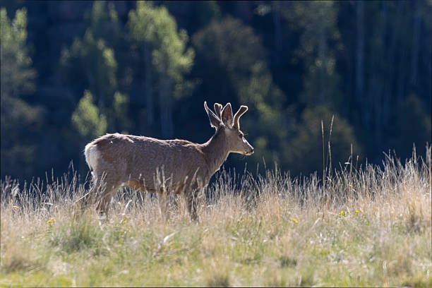 istock Band of Mule Deer 2219479912