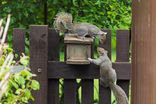 Two grey squirrels interact at a wooden feeder on a garden fence. One climbs up while the other looks down. Illustrates competition, sharing, and playful animal behavior in a backyard setting