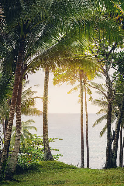 Palm trees frame a breathtaking view of the ocean during sunset. The lush greenery and tranquil ambiance offer a tropical paradise atmosphere perfect for relaxation and escape.