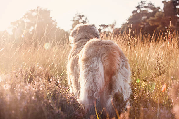 istock Leonberger dog from behind walking into glowing sunset during golden hour. 2219482428
